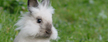 Zwergkaninchen und Meerschweinchen