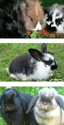 Kaninchen und Meerschweinchen