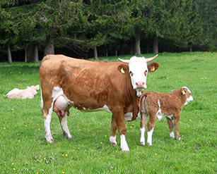 Kühe im Schwarzwald